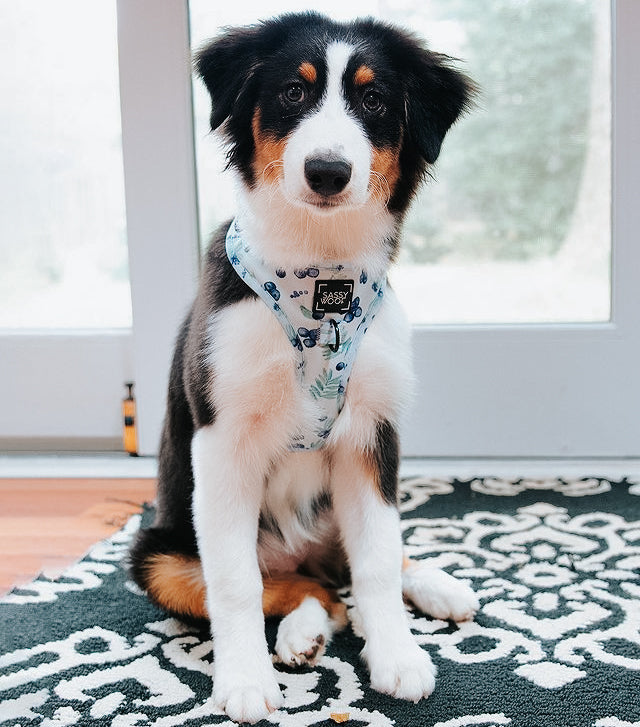 Dog Two Piece Bundle - Berry Sassy