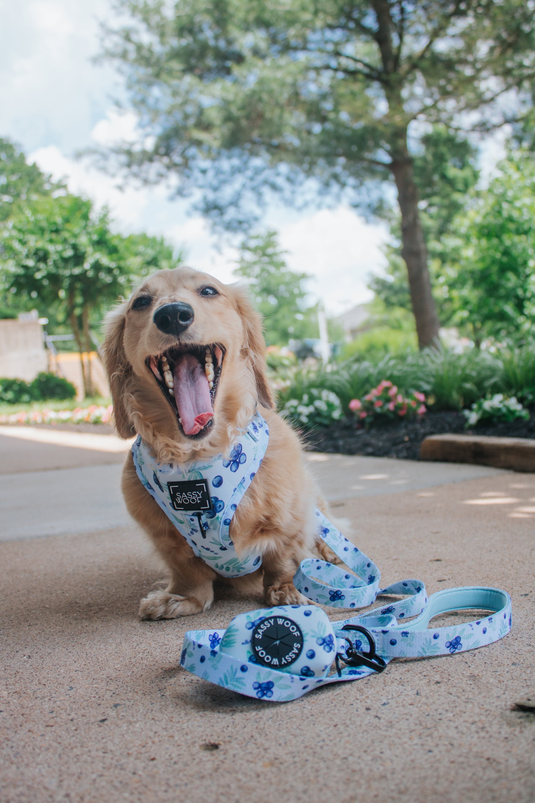 Dog Two Piece Bundle - Berry Sassy