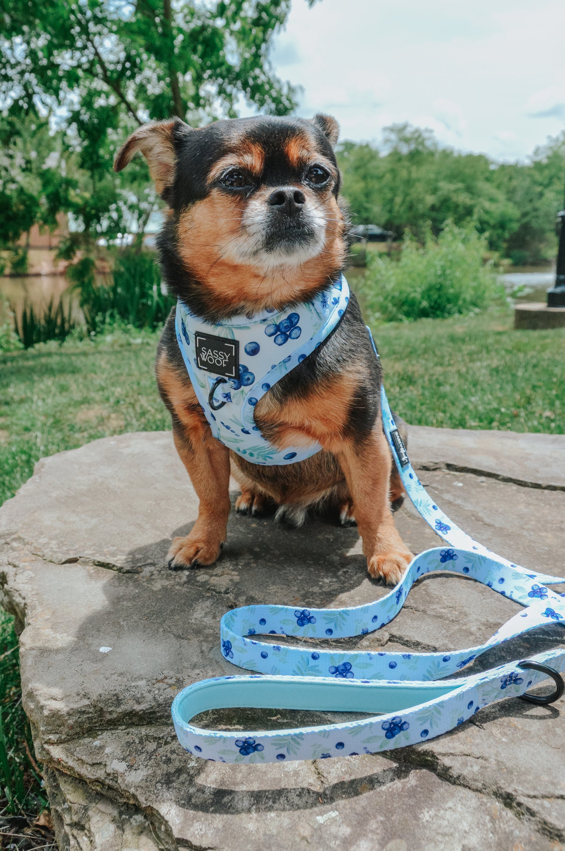 Dog Two Piece Bundle - Berry Sassy