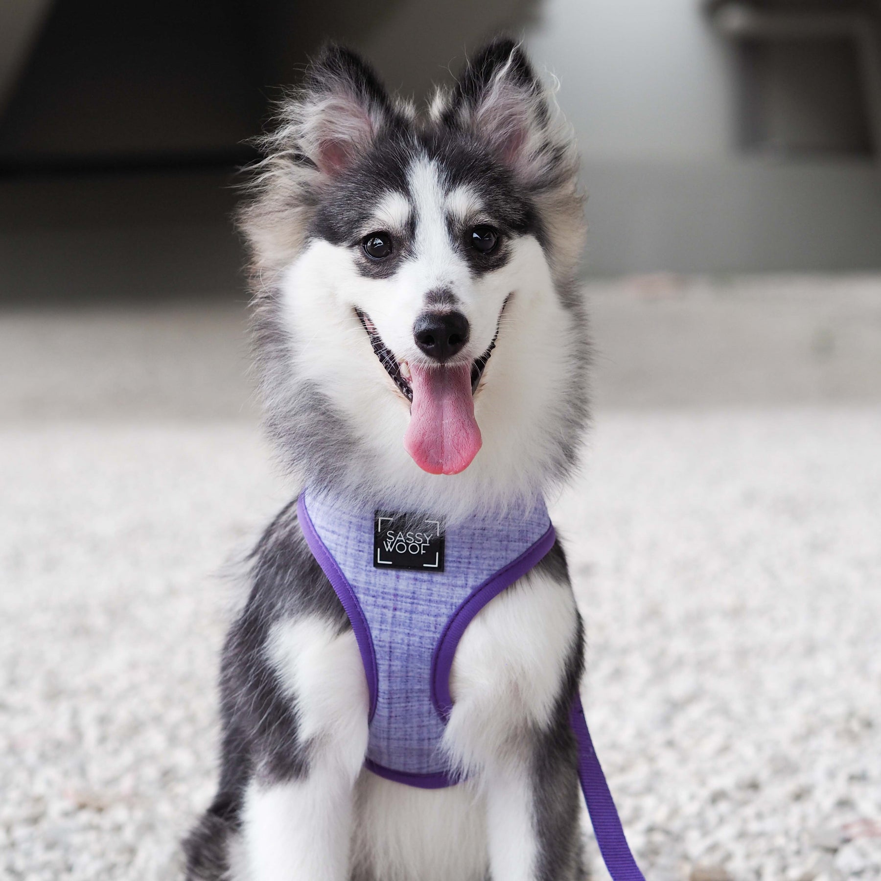 Dog Two Piece Bundle - Aurora