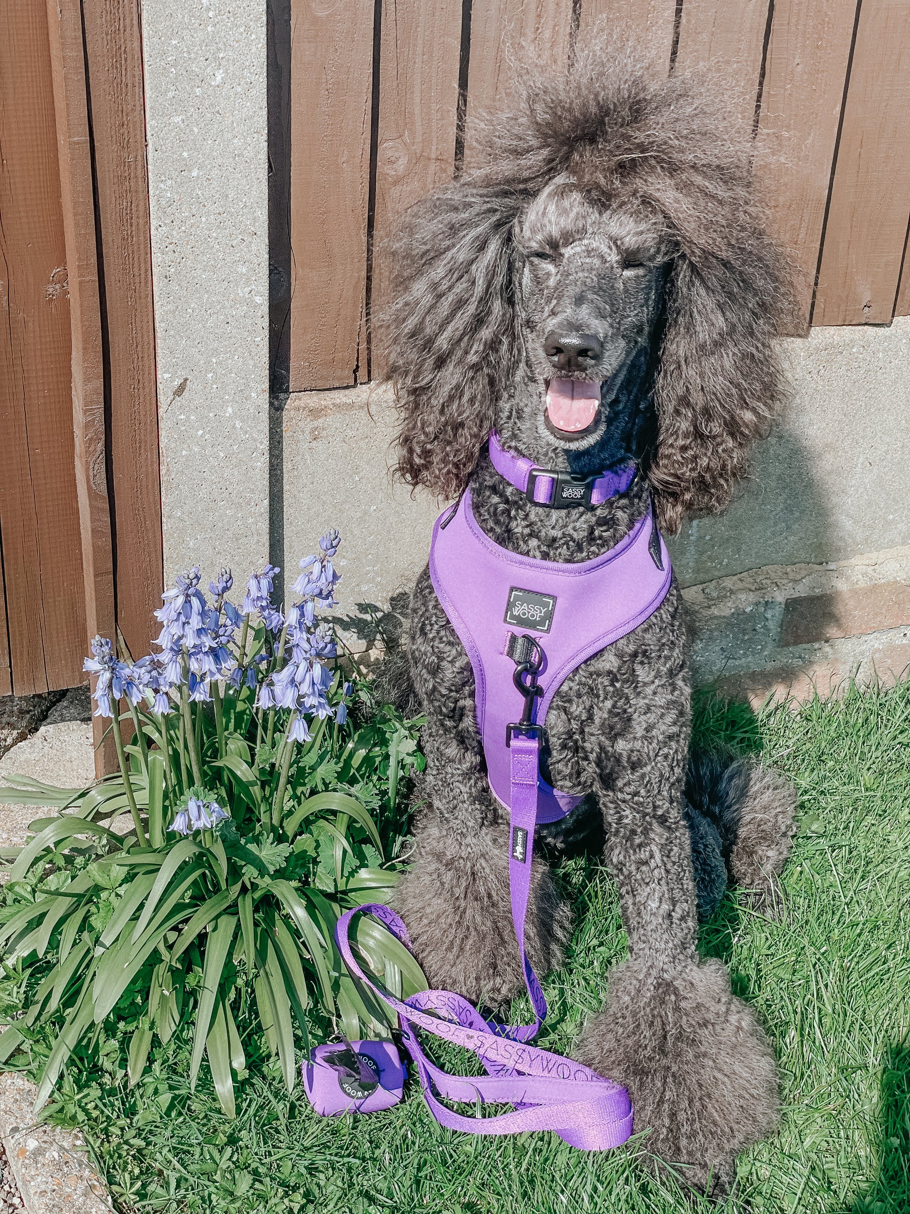 Dog Collar - Neon Purple