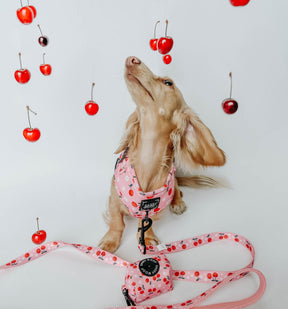 Dog Two Piece Bundle -  Mon Chérry