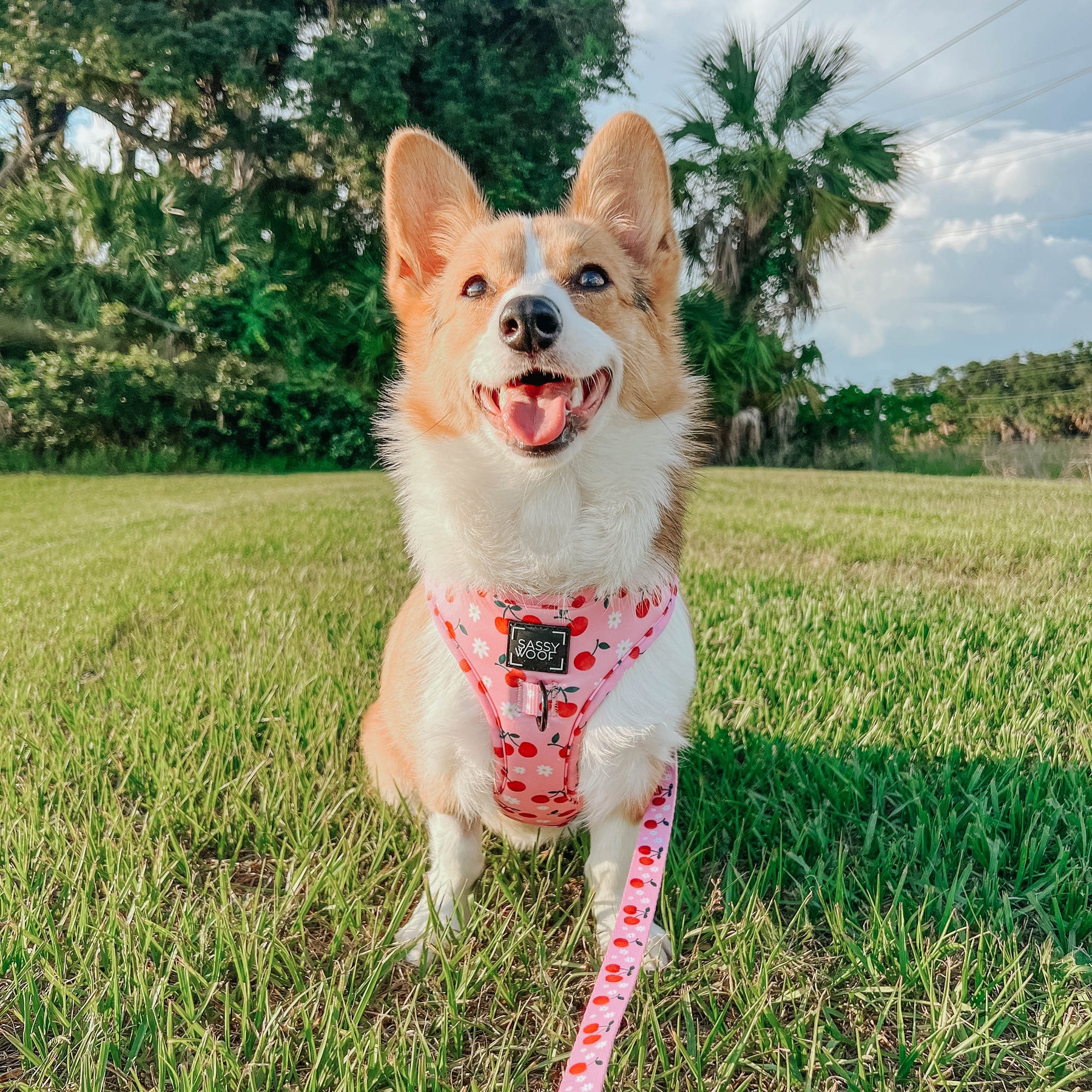 Dog Two Piece Bundle -  Mon Chérry