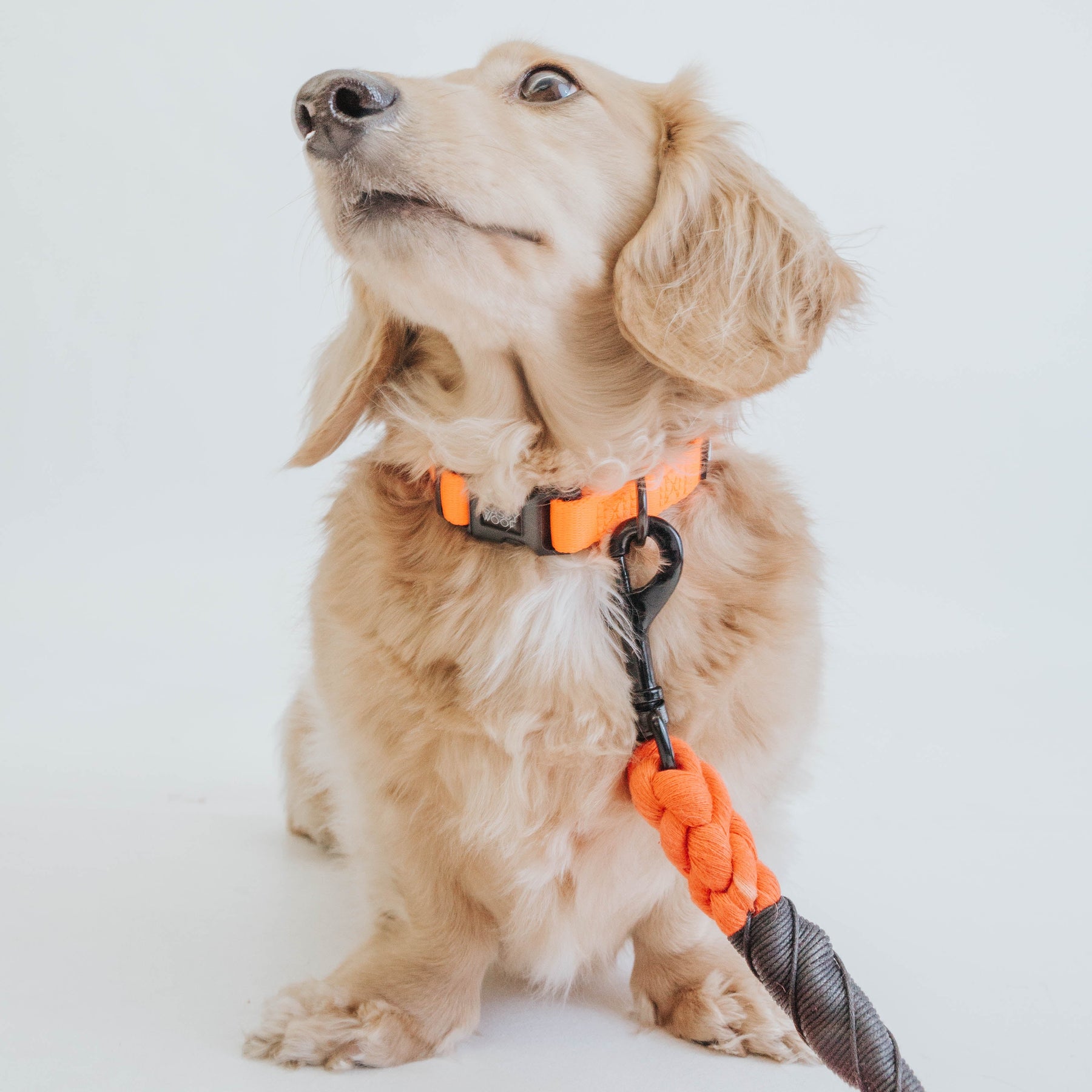 Dog Collar - Neon Orange