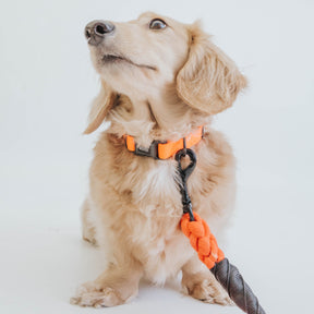 Dog Collar - Neon Orange