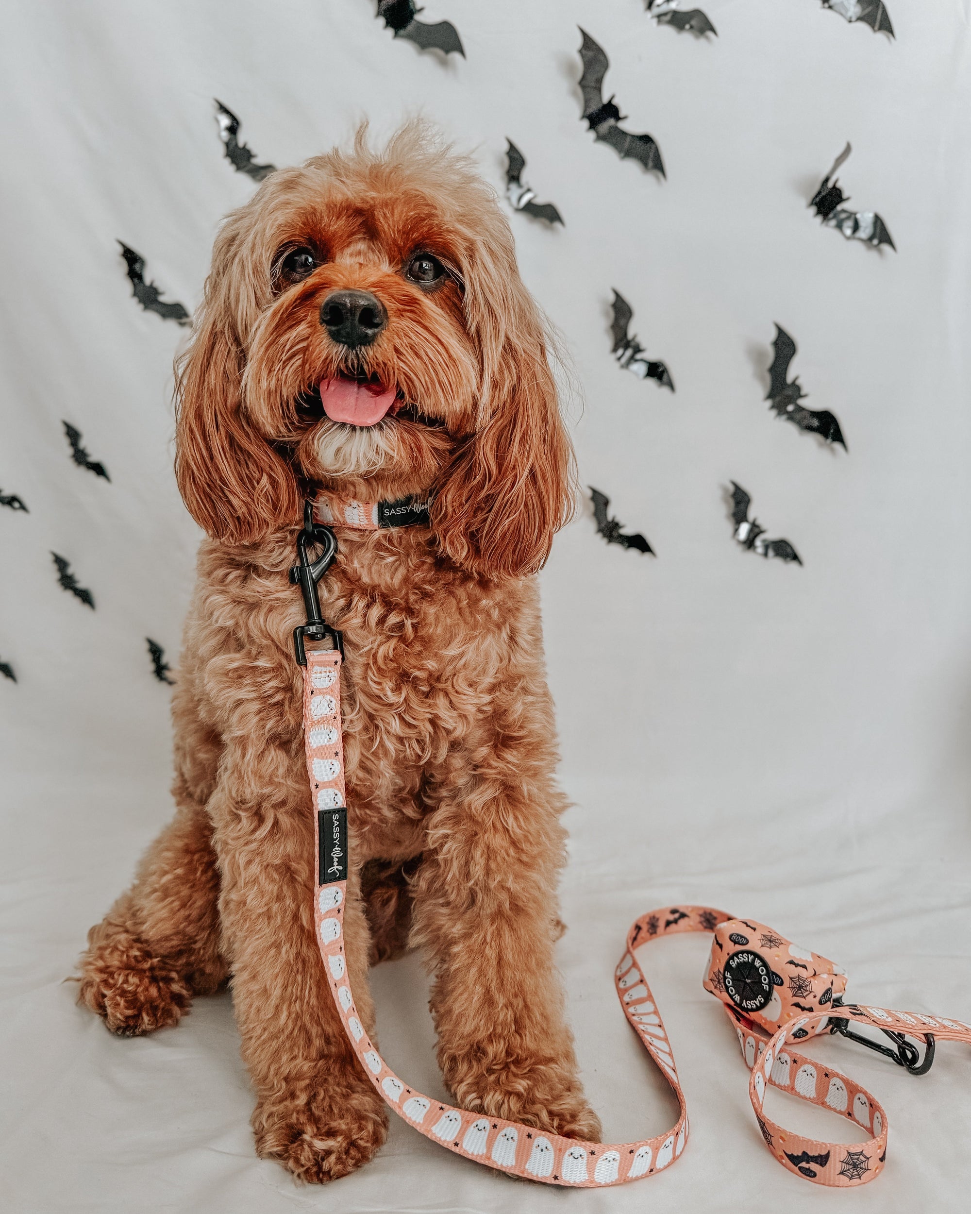 INFLUENCER_CONTENT | @SIT_OLLIE_SIT