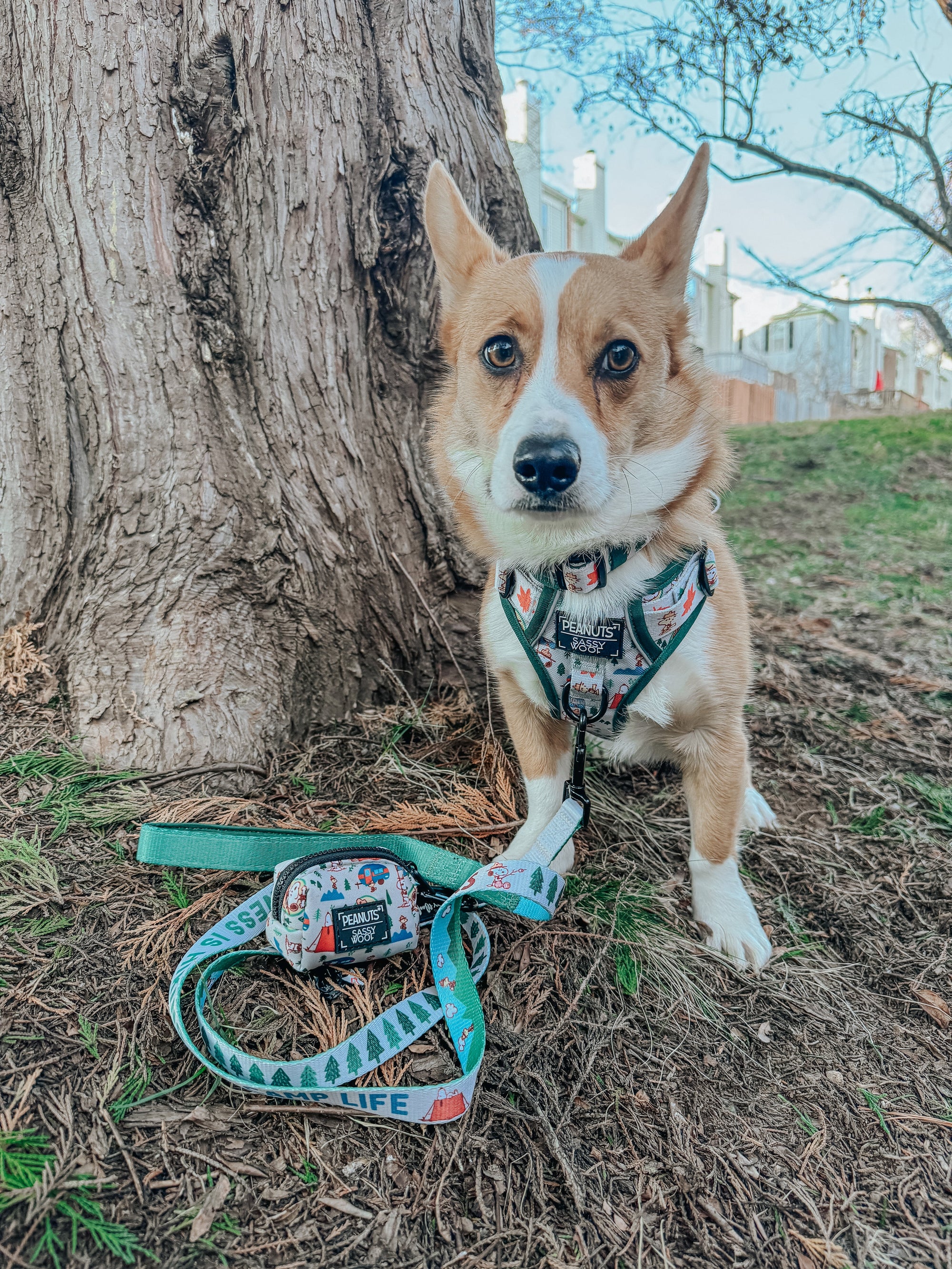 INFLUENCER_CONTENT | @TATERTHECORGI23 