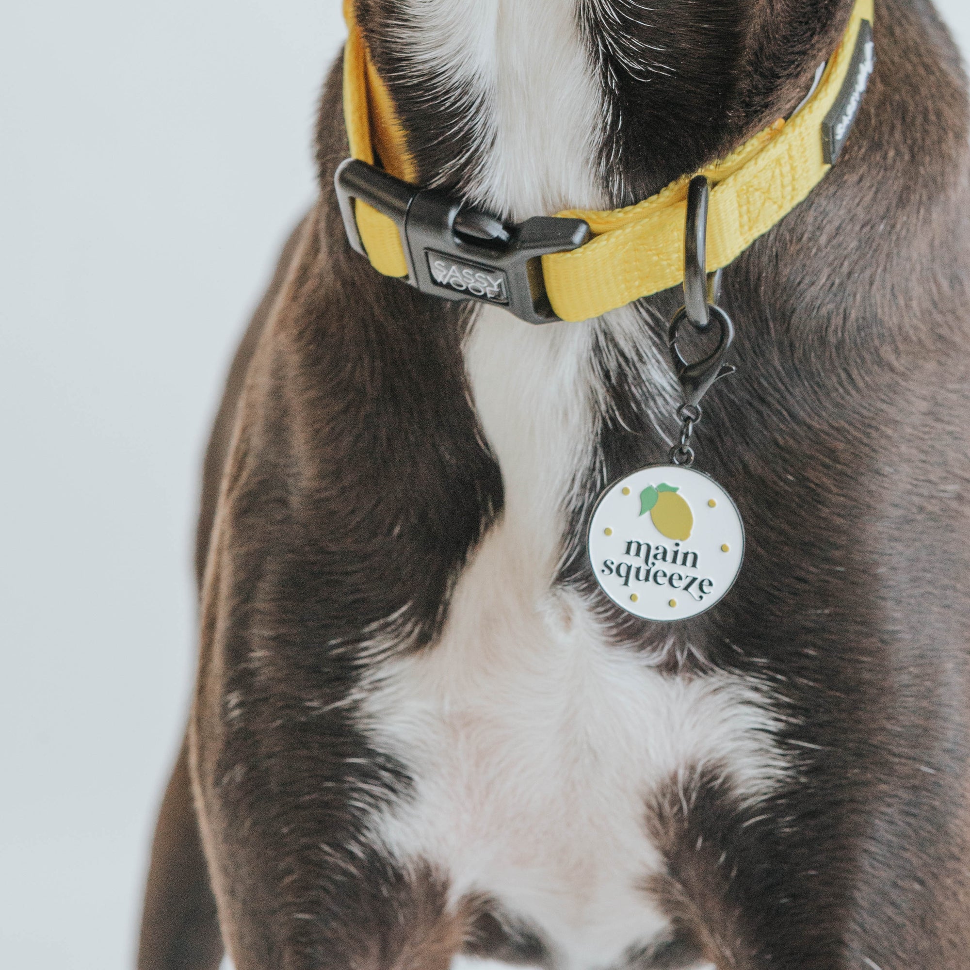 INFLUENCER_CONTENT | @DAME_THERESCUEPUP | SIZE M